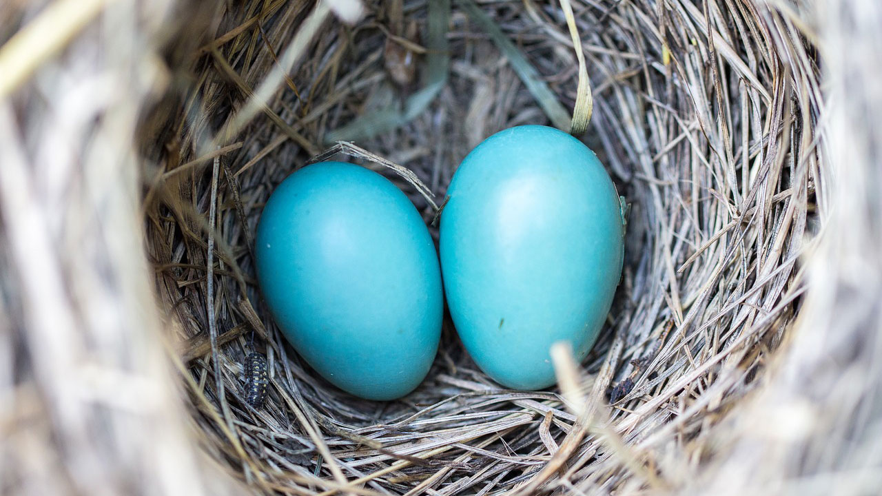 Eggs in nest