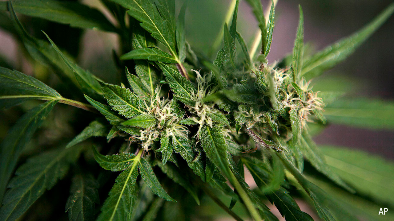 Cannabis leaf 1280